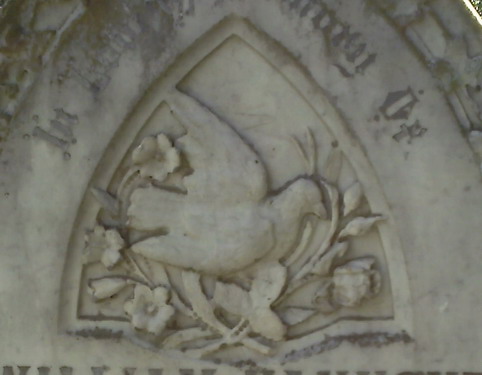 Dove